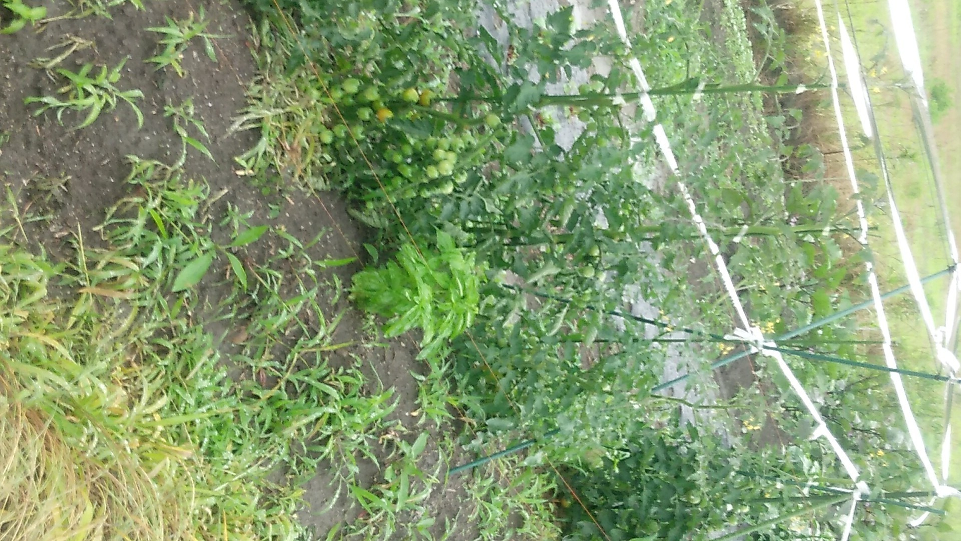 たっぷりの雨 富山 クオーレ物語